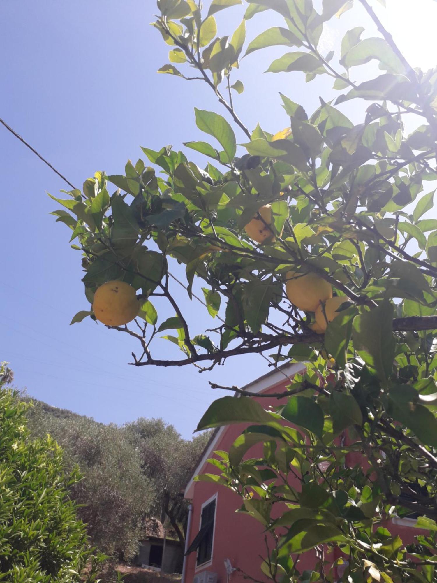 Tigullio Vacations Panoramica Apartments Lavagna Εξωτερικό φωτογραφία